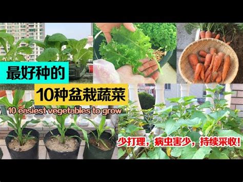 好種的蔬菜水果|只要一個水杯就能種！適合在家種植的6款「蔬菜」介。